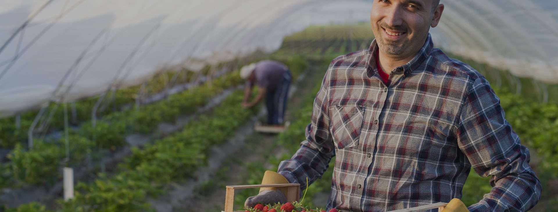 Carefully harvested<br />
quality vegetables and fruits